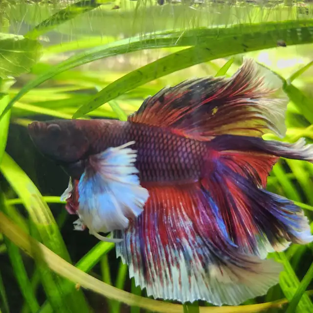 The Most Beautiful Rose tail Betta Available!