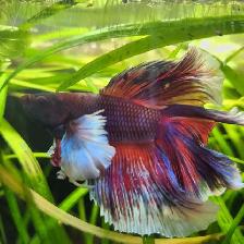 The Most Beautiful Rose tail Betta Available!