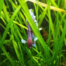 The Most Beautiful Rose tail Betta Available! - Photo 2