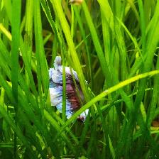 The Most Beautiful Rose tail Betta Available! - Photo 3