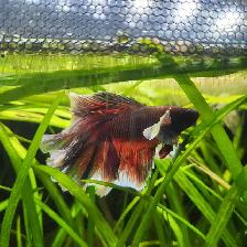 The Most Beautiful Rose tail Betta Available! - Photo 4
