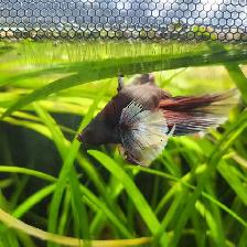 The Most Beautiful Rose tail Betta Available! - Photo 5