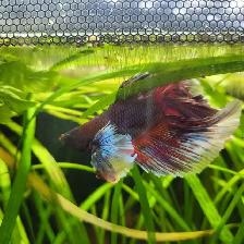 The Most Beautiful Rose tail Betta Available! - Photo 6