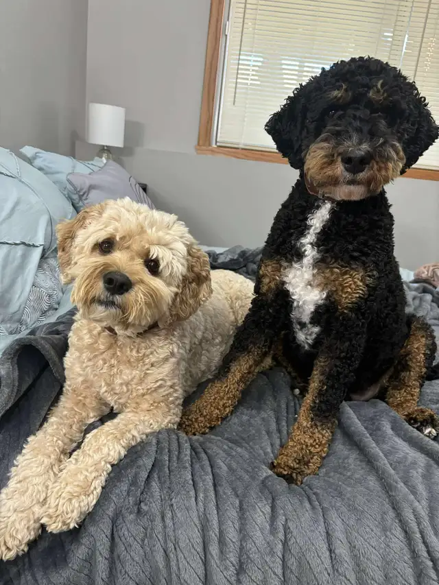 Pet sitting (My Home) and dog walking