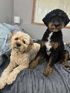 Pet sitting (My Home) and dog walking
