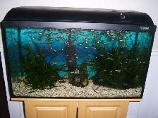 Aquarium tout équipé 30 gallons - Photo 2