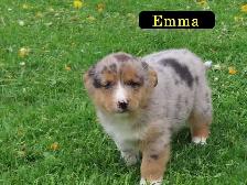 Corgi mini Aussie mix.