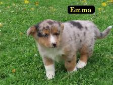 Corgi mini Aussie mix. - Photo 2