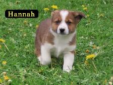 Corgi mini Aussie mix. - Photo 3