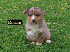 Corgi mini Aussie mix. - Photo 4