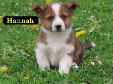 Corgi mini Aussie mix. - Photo 5