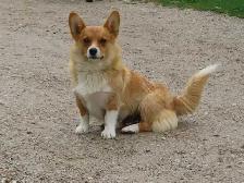 Corgi mini Aussie mix. - Photo 6