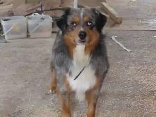 Corgi mini Aussie mix. - Photo 7