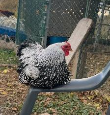 Bantam Silver laced Wyandotte roosters - Photo 2