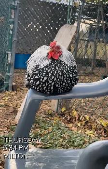 Bantam Silver laced Wyandotte roosters - Photo 3