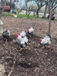 Bantam Silver laced Wyandotte roosters - Photo 4