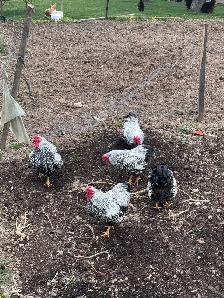 Bantam Silver laced Wyandotte roosters - Photo 5