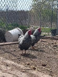 Bantam Silver laced Wyandotte roosters - Photo 7