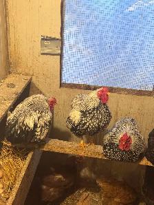 Bantam Silver laced Wyandotte roosters - Photo 8