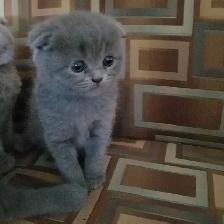 Scottish Straighr and Scottish Fold kittens CCA/AFC registered - Photo 4