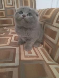 Scottish Straighr and Scottish Fold kittens CCA/AFC registered - Photo 6