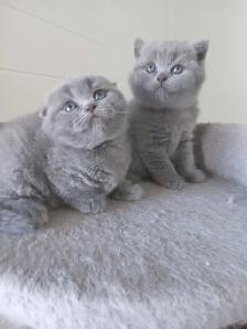 Scottish Straighr and Scottish Fold kittens CCA/AFC registered - Photo 8