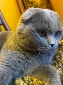 Scottish Straighr and Scottish Fold kittens CCA/AFC registered - Photo 10