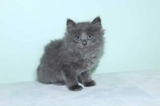LONGHAIRED KITTENS AVAILABLE!