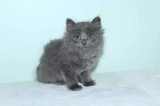 LONGHAIRED KITTENS AVAILABLE!