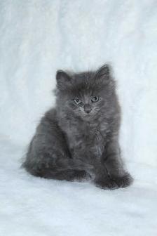 LONGHAIRED KITTENS AVAILABLE! - Photo 2
