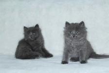 LONGHAIRED KITTENS AVAILABLE! - Photo 3