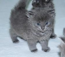 LONGHAIRED KITTENS AVAILABLE! - Photo 5
