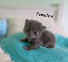 LONGHAIRED KITTENS AVAILABLE! - Photo 9