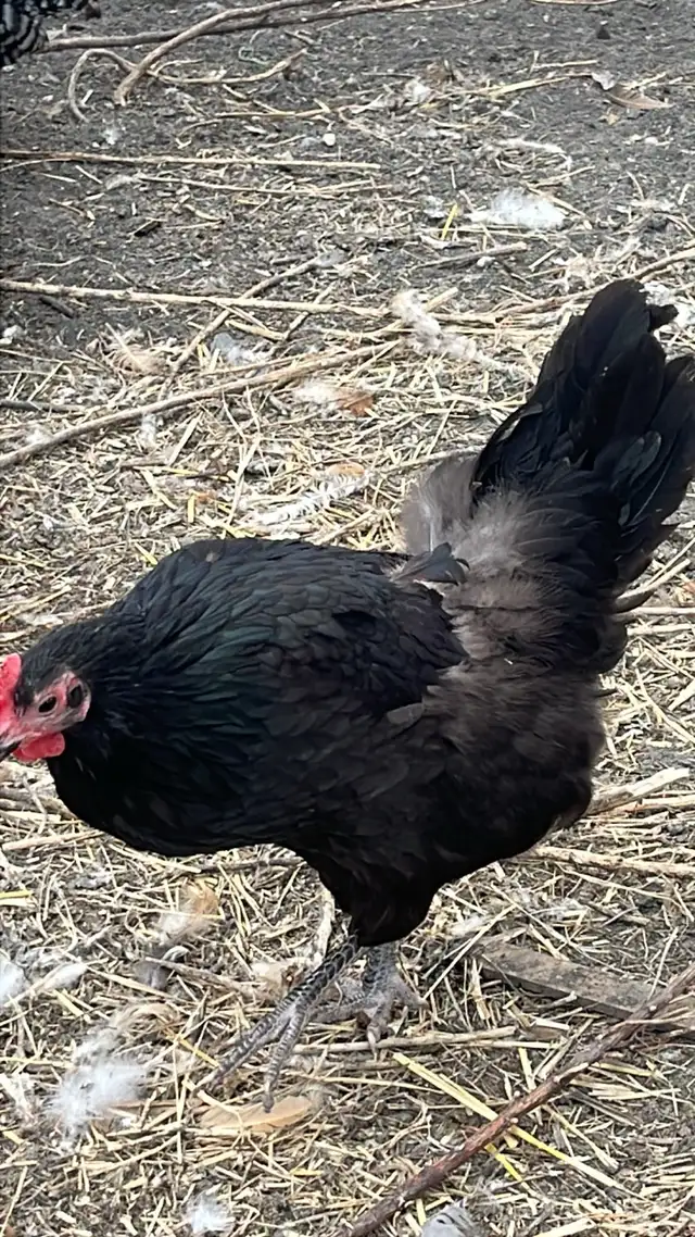 laying hens