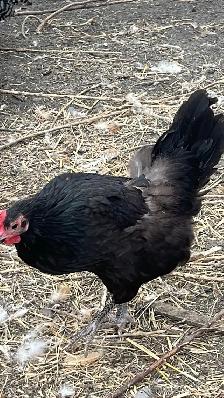 laying hens
