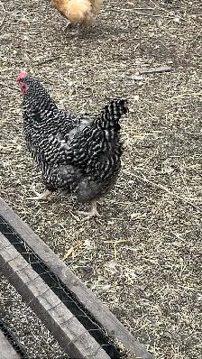 laying hens - Photo 2