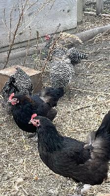 laying hens - Photo 3