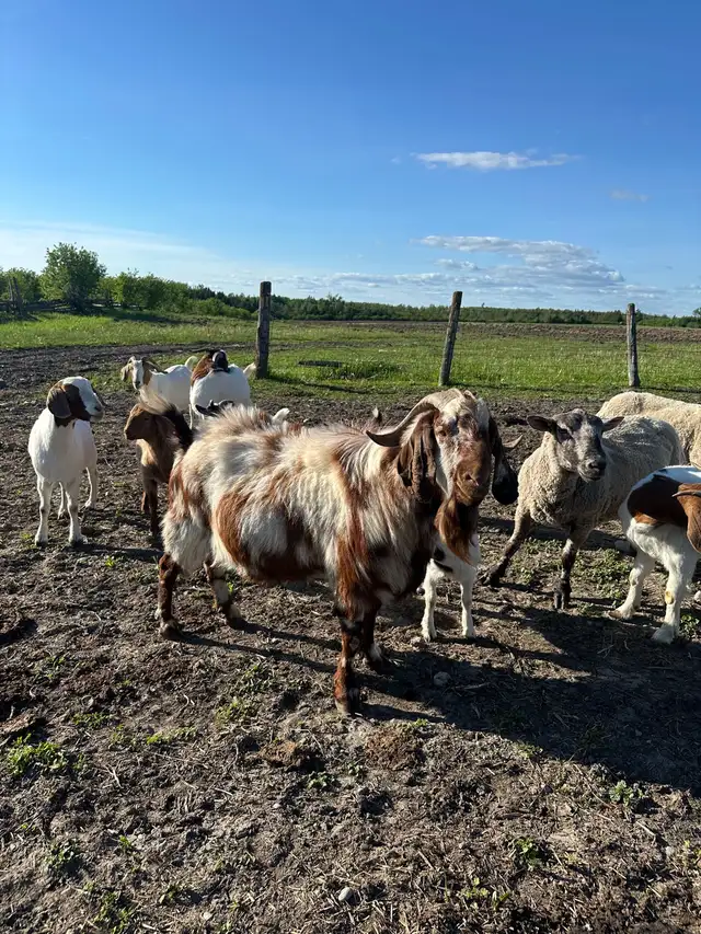 Dappled Boer Breeding Buck