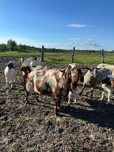 Dappled Boer Breeding Buck