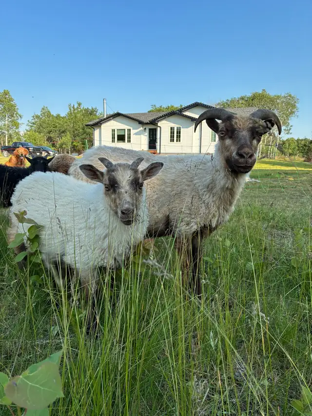 Icelandic Ewes