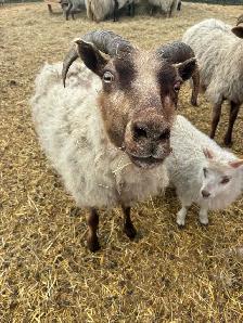 Icelandic Ewes - Photo 2