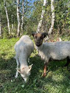 Icelandic Ewes - Photo 3