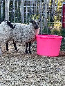 Icelandic Ewes - Photo 4