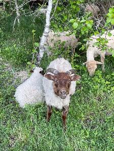 Icelandic Ewes - Photo 5
