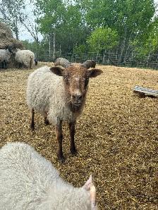 Icelandic Ewes - Photo 6