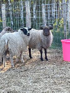 Icelandic Ewes - Photo 7