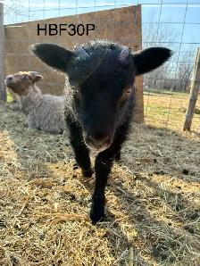 Icelandic Ewes - Photo 8