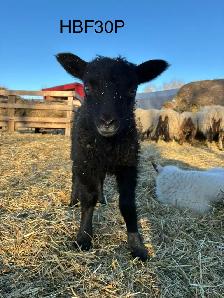 Icelandic Ewes - Photo 9