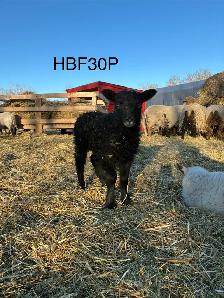 Icelandic Ewes - Photo 10