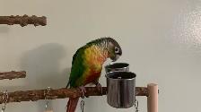 Bird sitter / Bird boarding / Pet sitter / Pet boarding - Photo 2